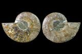 Agate Replaced Ammonite Fossil - Madagascar #158317-1